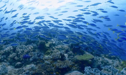 VR视频格式下载 潜水 加勒比海